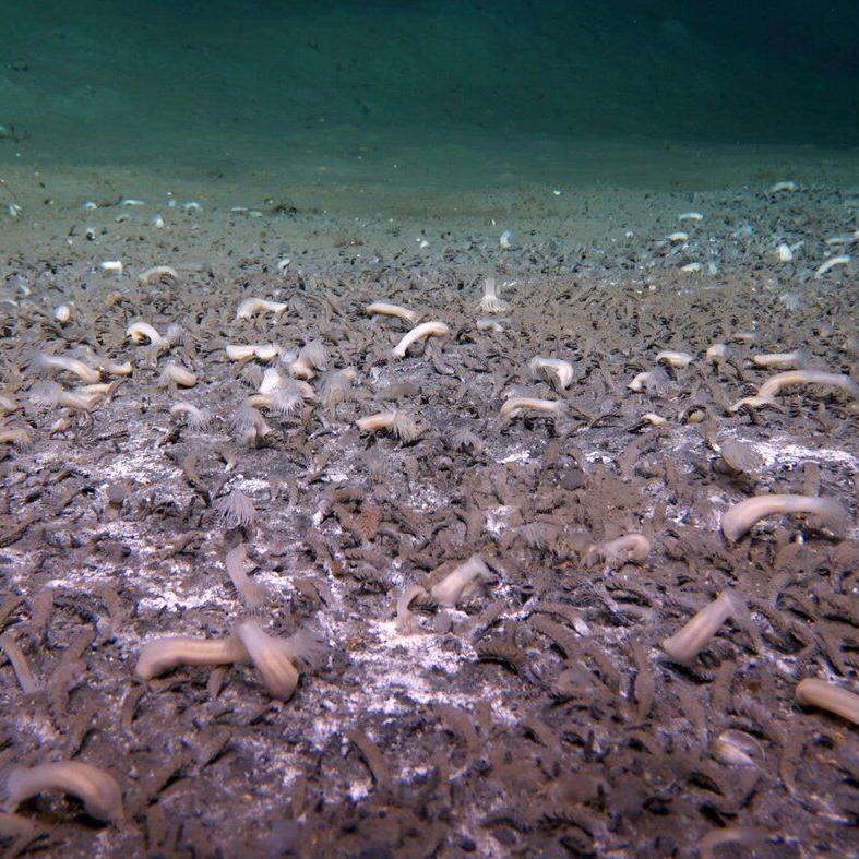 A submersible finds sea creatures thriving in the deepest parts of the ocean